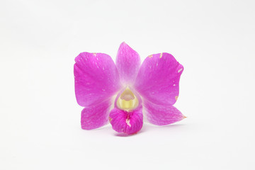 Purple violet white Orchid Flowers