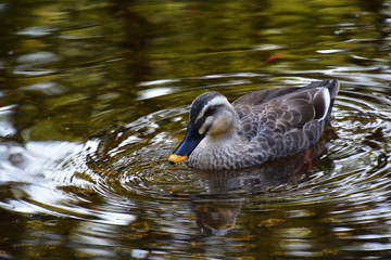 Duck on Water