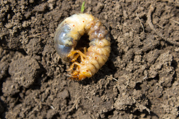 larvae May beetle