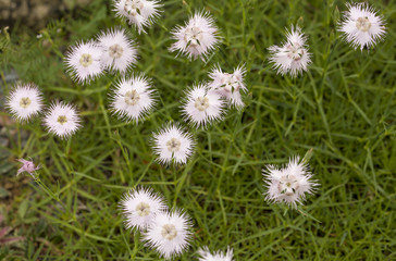 Star Bursts. An unusual white flower against the backdrop of a myriad of thin green stems. The flowers have petals that resemble start bursts.