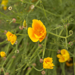 Small Orange Poppy. An orange Californian Poppy sits out of a tangle of stems and small flowers. The combination of green and orange is pleasing