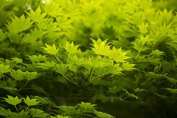 Ornamental Japanese Maple. An ornamental Japanese Maple tree in summer with the sunshine glowing through the small delicately shaped leaves.