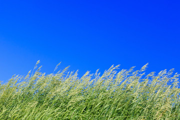 Green grass against the bright blue sky.