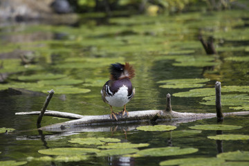 Mandarin Duck (Aix galericulata)