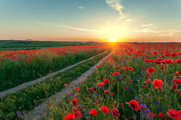 Landscape with nice sunset over poppy field