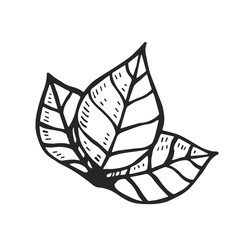 with the leaves of the tree