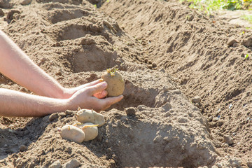 Hand planting potato tuber into the ground.