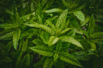 Перечная мята в саду © Maryna Konoplytska