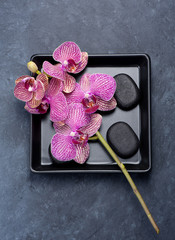zen stones and orchid. SPA.