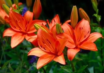 orange lily