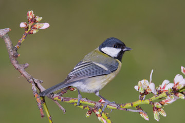 bird in branch with flowers