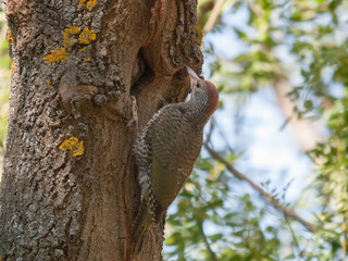 Fototapeta premium woodpecker in trunk