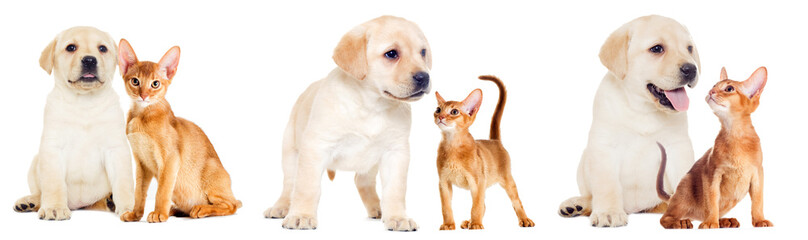 labrador puppy and Abyssinian kitten looking