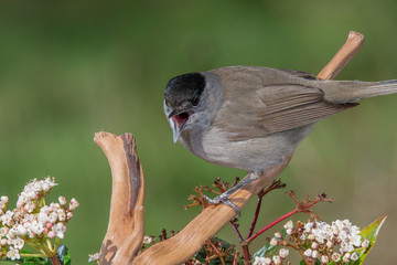 grey bird in branch