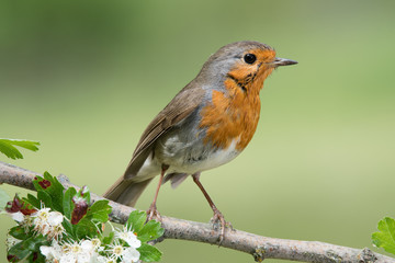 Robin perched