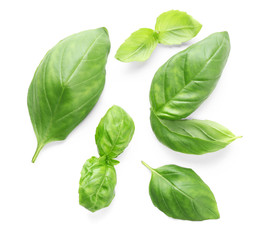 Fresh basil leaves on white background