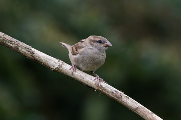 Fototapeta premium Juvenile Sparrow on Branch