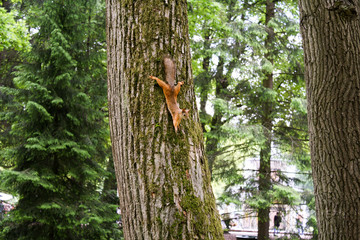 Squirrel sitting on a tree trunk in the forest