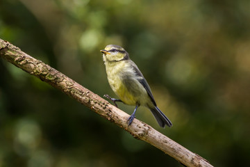 Juvenile Blue Tit on Branch