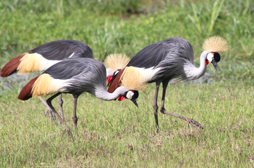 Grues