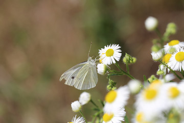 White butterfly on Daisy