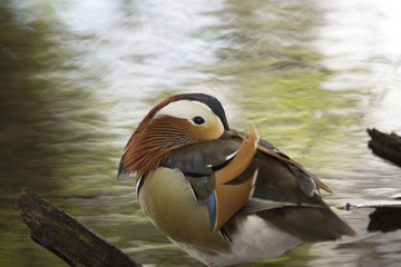 Mandarin Duck (Aix galericulata)
