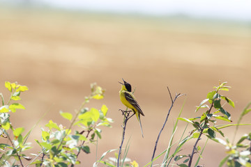 Yellow Wagtail, which is singing his song