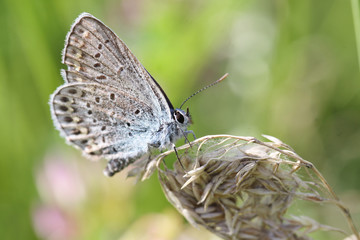 A small moth with a damaged wing