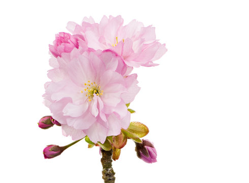 Isolated twig with pink cherry blossoms