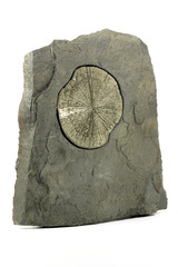 pyrite sun in anthracite coal shale matrix found in Illinois