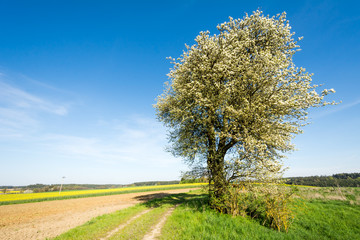 Landscape with a flowering tree