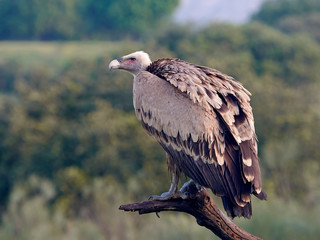 Griffon vulture (Gyps fulvus)