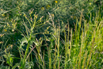 field of grass. meadow green in summer