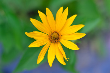 Bright yellow flower closeup