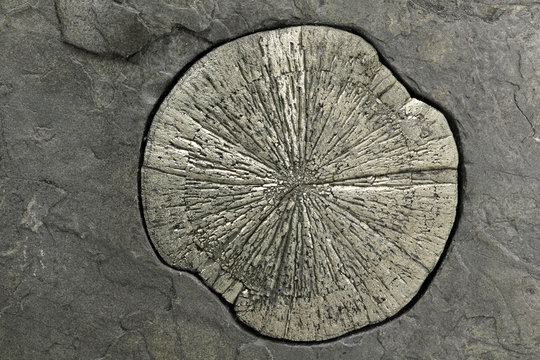 Pyritsonne auf schieferartigem Muttergestein aus Ilinois/ USA