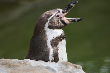 Naklejka premium Pinguin wacht op lekker hapje
