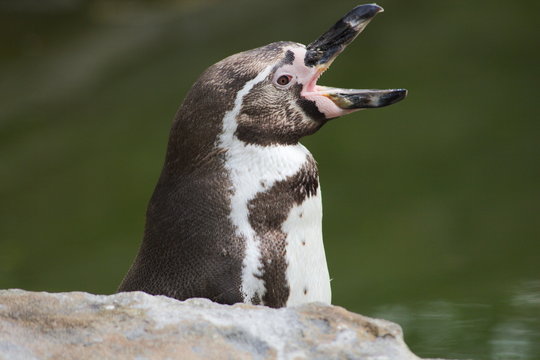 Pinguin wacht op lekker hapje