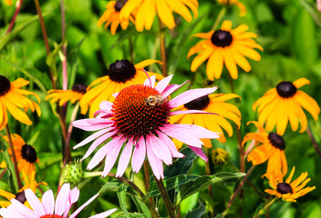 Herbaceous Perennial Flower Echinacea