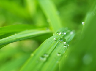 Rain drops on a blade of grass, macro, shallow depth of field