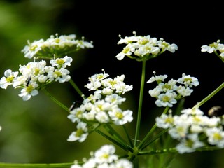 Beautiful flower on meadow in wild nature during spring