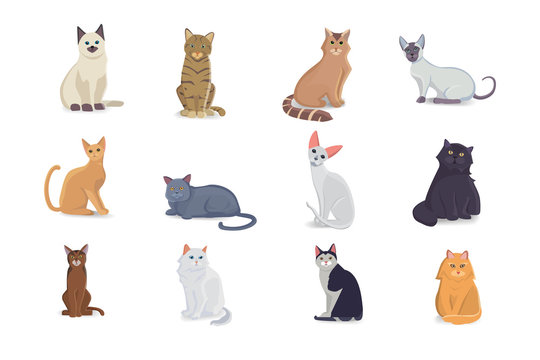 Collection Cats of Different Breeds. Vector isolated cats on white background