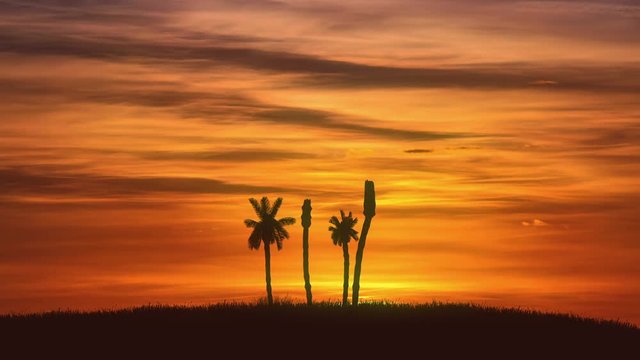 3 in 1! The palm growth against the background of sunset. Time lapse