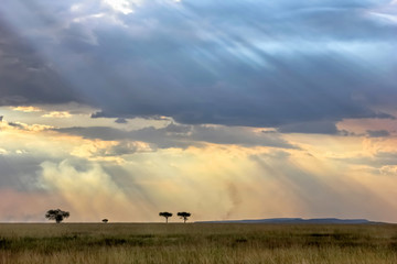 Sky with rays of light in the African savannah in the sunset