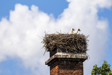 Jungst&ouml;rche im Nest