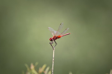 Dragonfly