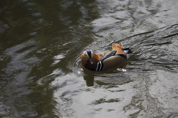 Mandarin Duck (Aix galericulata)