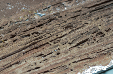 wooden walls are being eaten by termites.