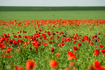 Field of red poppies in the sun