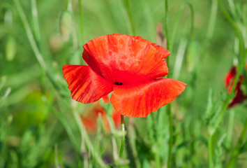 Red poppy in a field