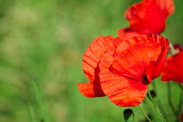 Fototapeta premium Red poppy in a field